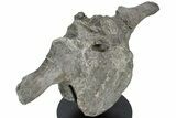 Hadrosaur (Maiasaura) Vertebra w/ Metal Stand - Montana #227770-3